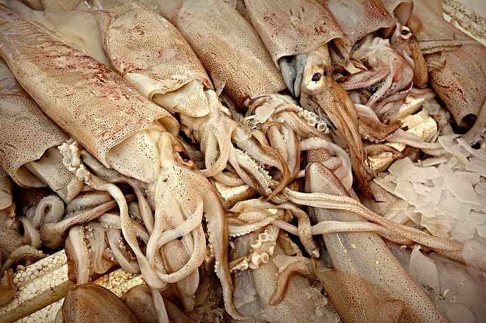 squids2